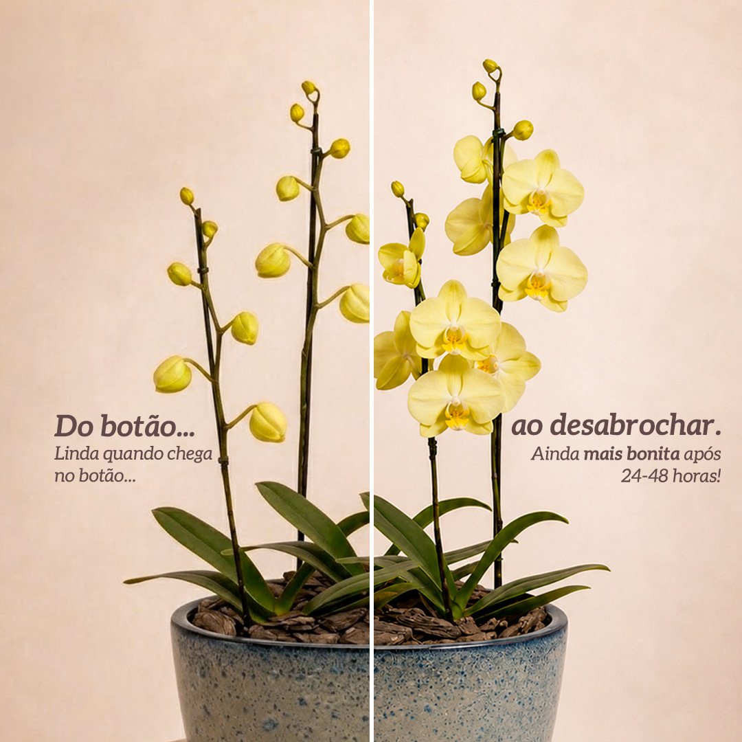 Orquídeas Amarela para Presente na Jardineira Azul