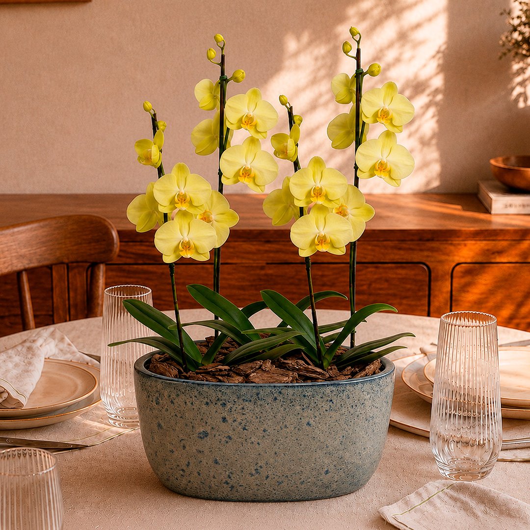 Orquídeas Amarela para Presente na Jardineira Azul