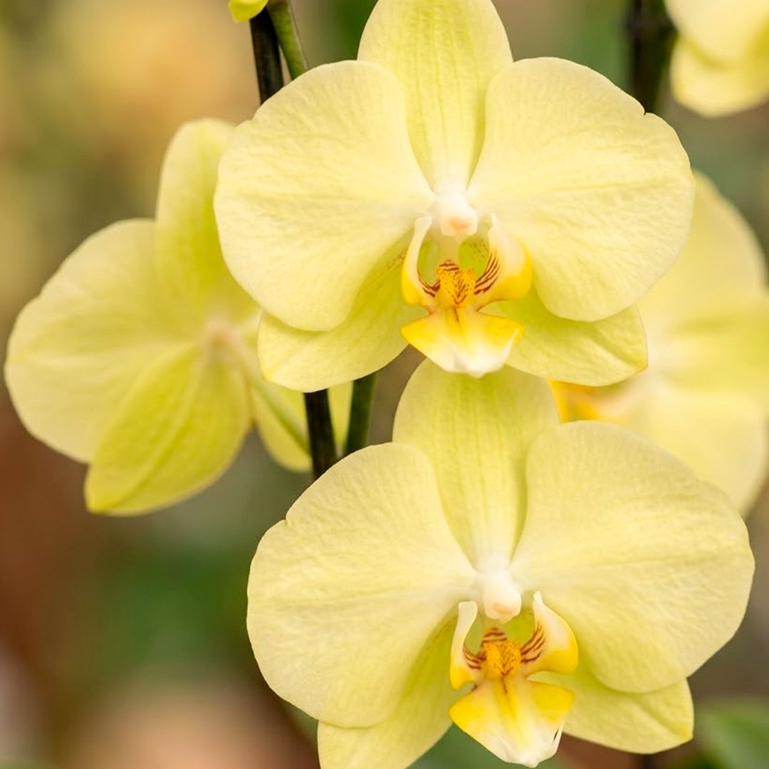 Orquídeas Amarela para Presente na Jardineira Azul