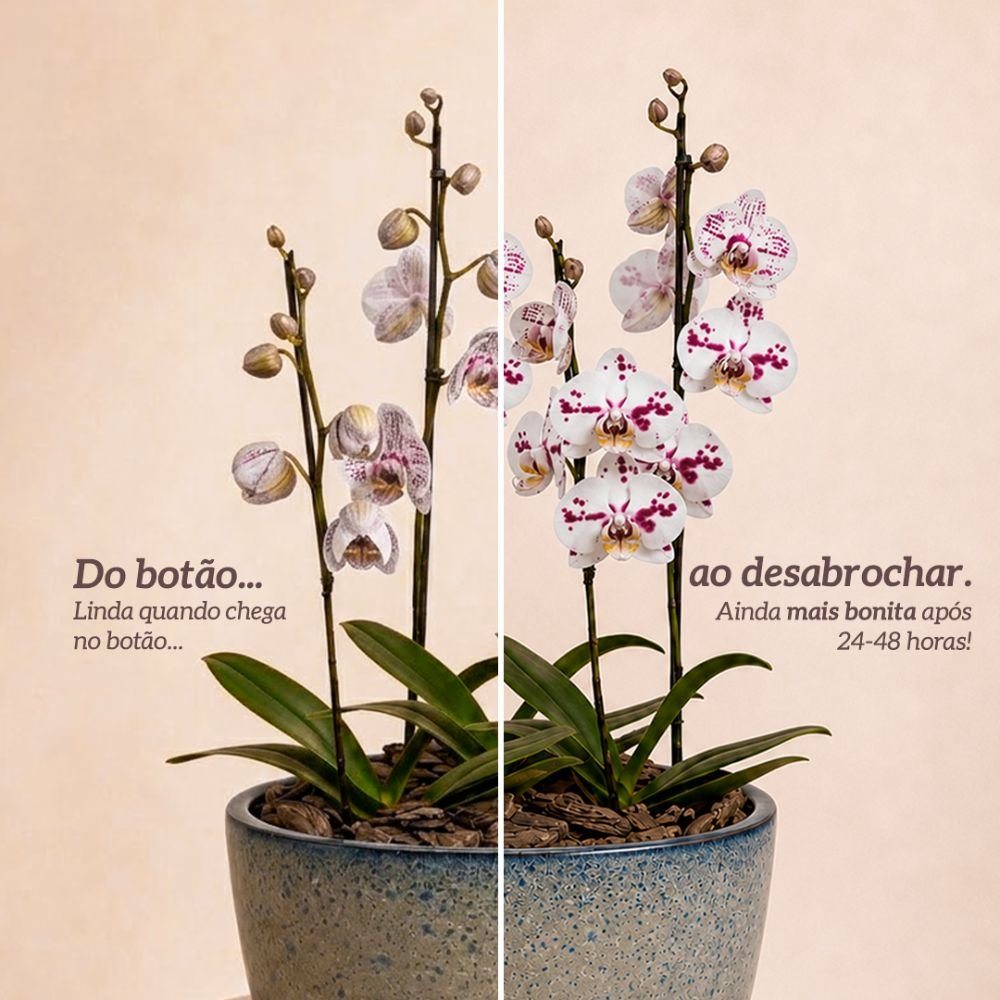 Orquídeas Branca Mesclada para Presente na Jardineira Azul