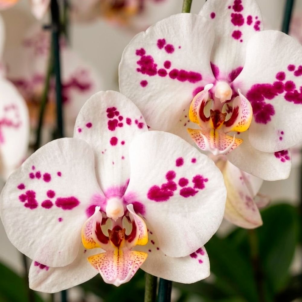 Orquídeas Branca Mesclada para Presente na Jardineira Azul