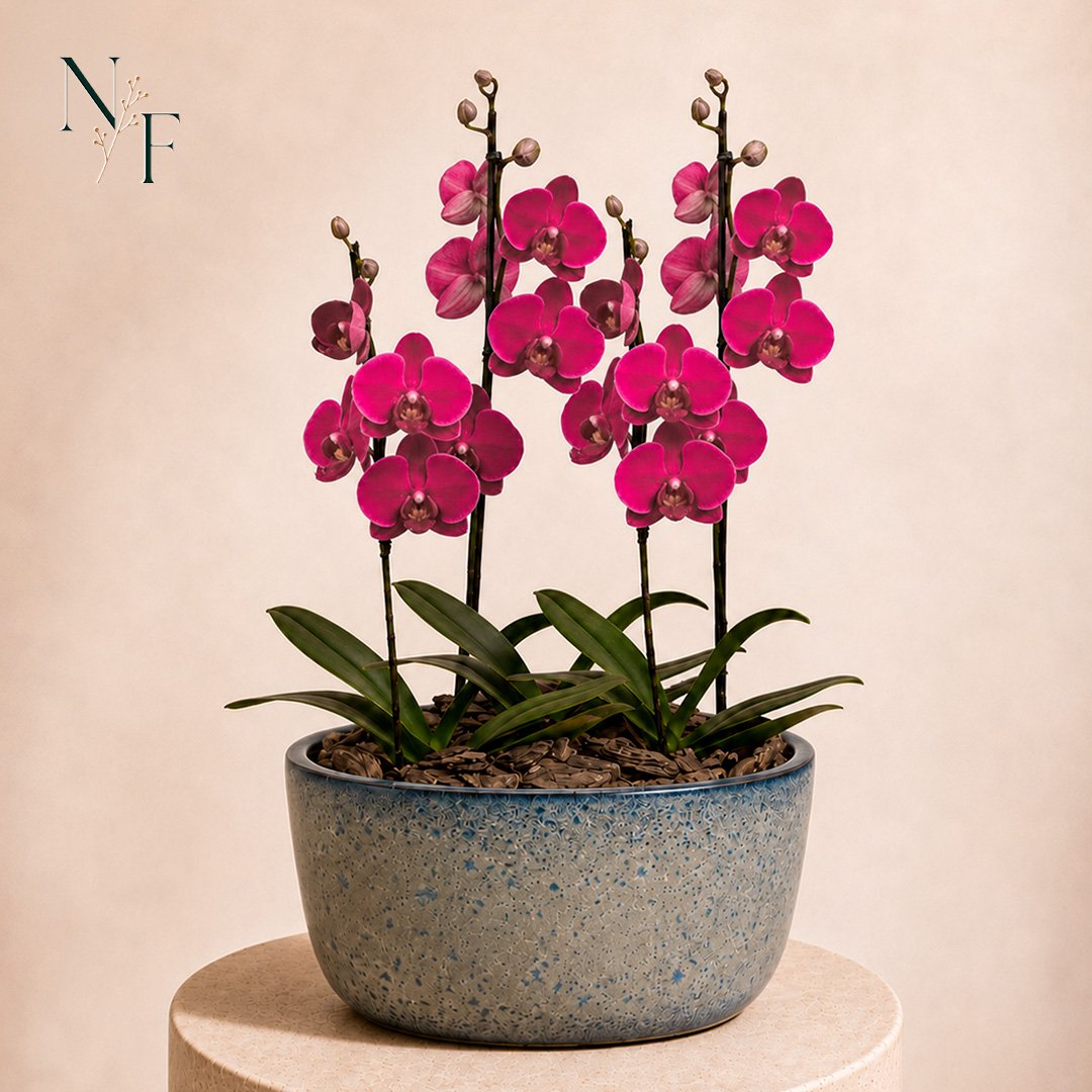 Orquídeas Pink para Presente na Jardineira Azul