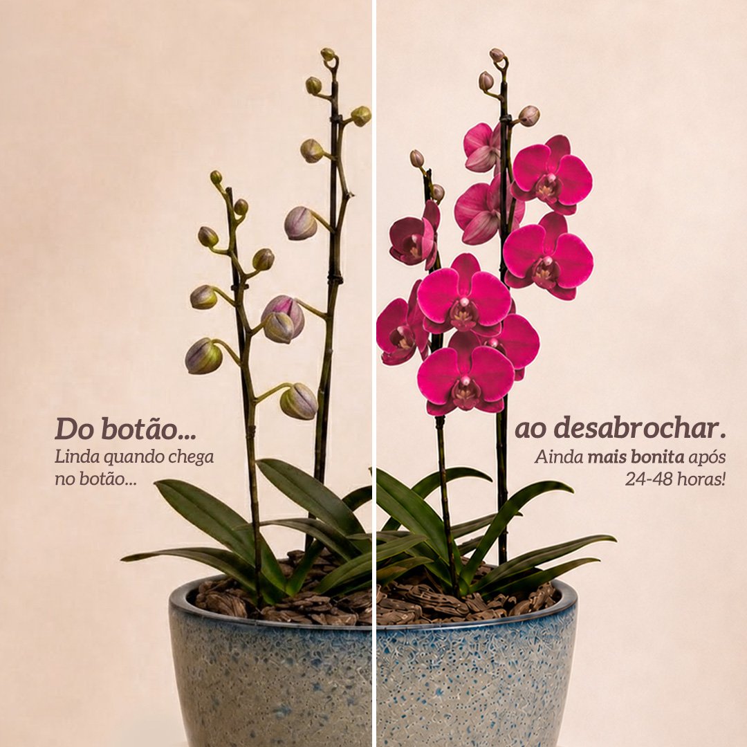 Orquídeas Pink para Presente na Jardineira Azul