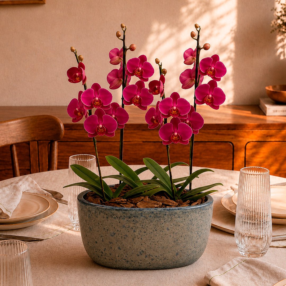 Orquídeas Pink para Presente na Jardineira Azul