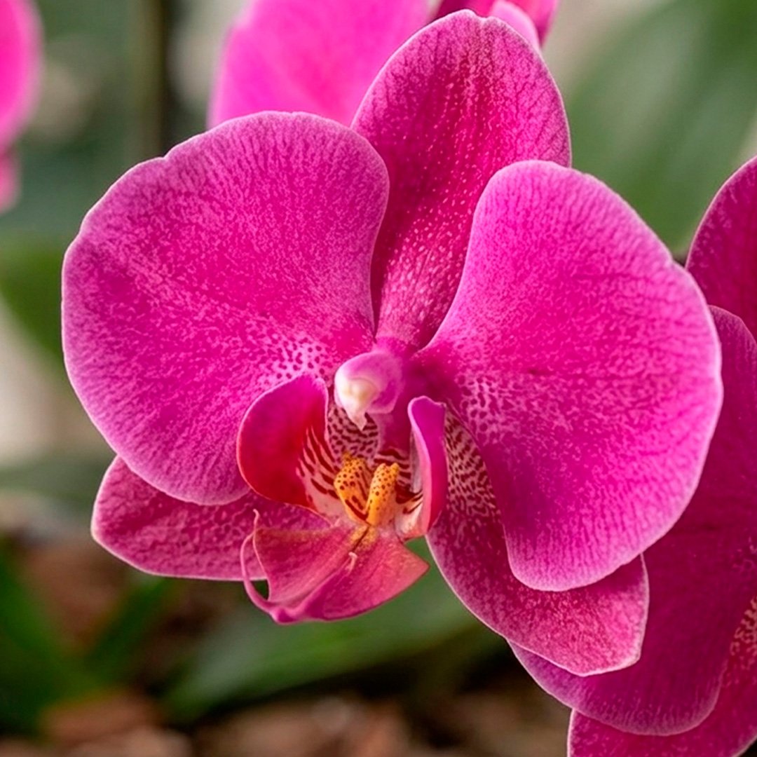 Orquídeas Pink para Presente na Jardineira Azul