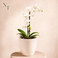 Orquidea Mini Rara Branca no Delicado Vaso Off White