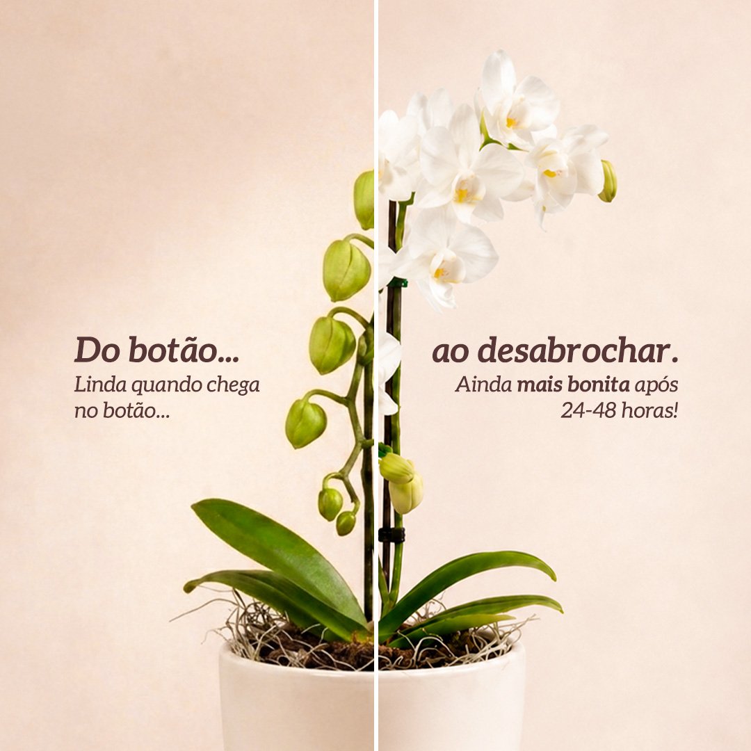 Orquidea Mini Rara Branca no Delicado Vaso Off White