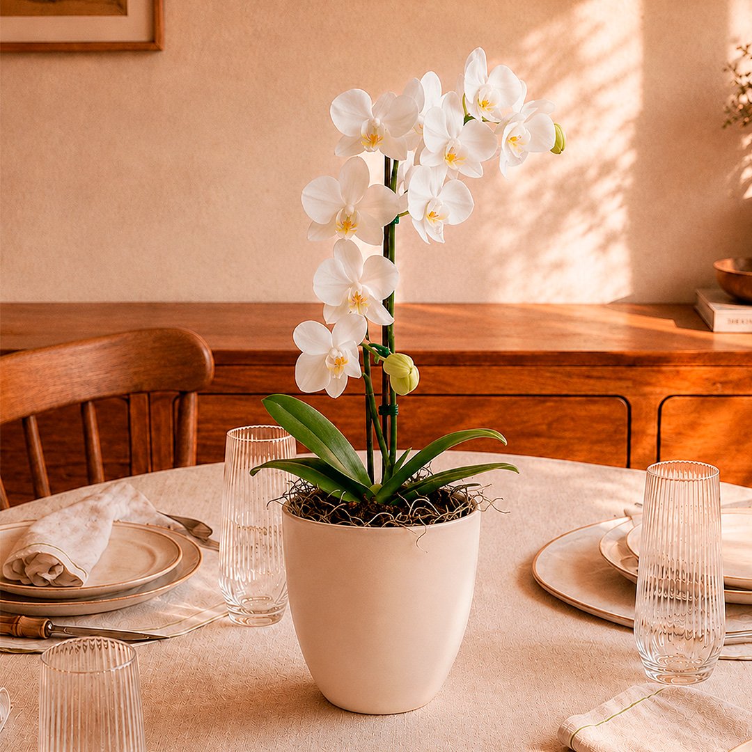 Orquidea Mini Rara Branca no Delicado Vaso Off White