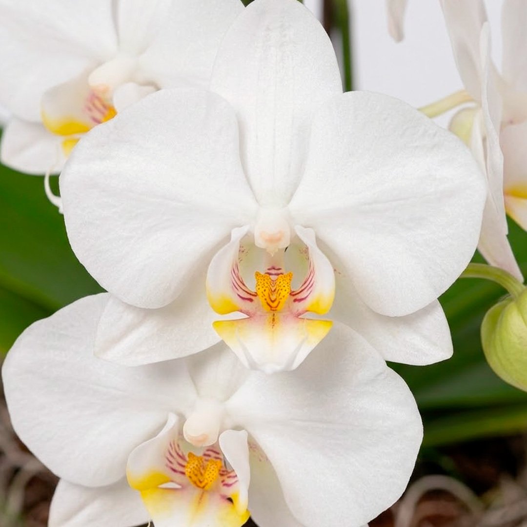Orquidea Mini Rara Branca no Delicado Vaso Off White