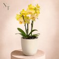 Orquidea Mini Rara Amarela no Delicado Vaso Off White