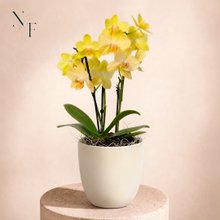 Orquidea Mini Rara Amarela no Delicado Vaso Off White