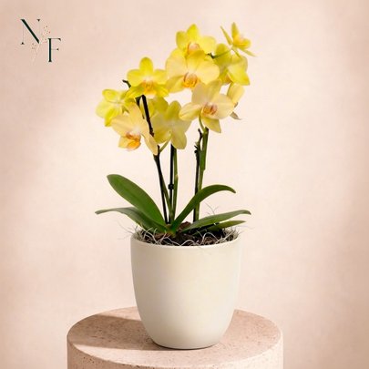 Orquidea Mini Rara Amarela no Delicado Vaso Off White