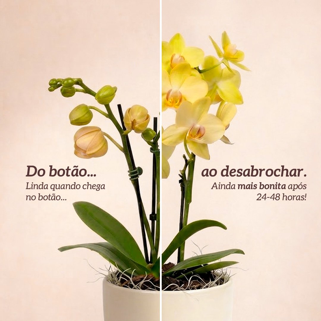 Orquidea Mini Rara Amarela no Delicado Vaso Off White