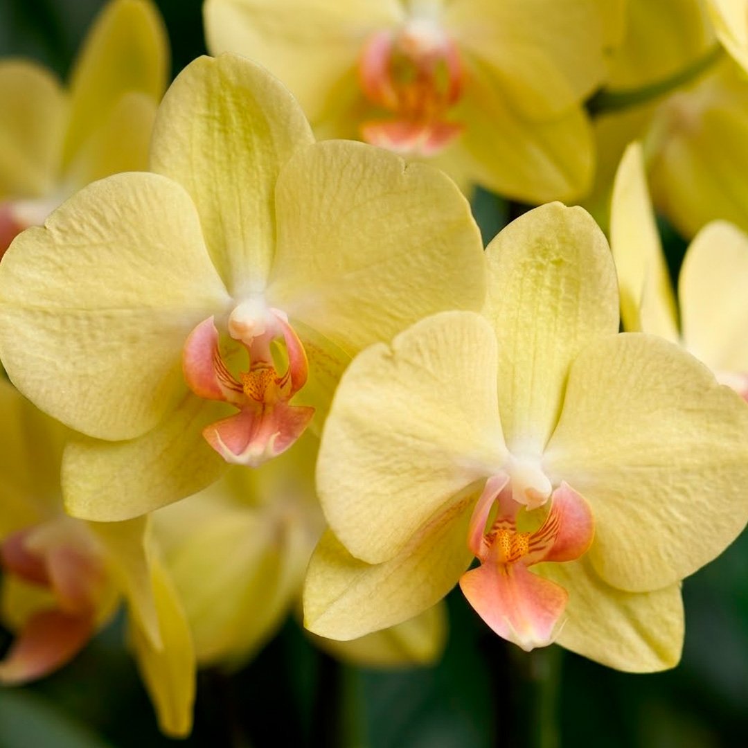 Orquidea Mini Rara Amarela no Delicado Vaso Off White