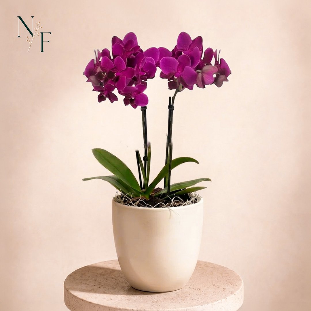 Orquidea Mini Rara Lilás no Delicado Vaso Off White