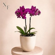 Orquidea Mini Rara Lilás no Delicado Vaso Off White