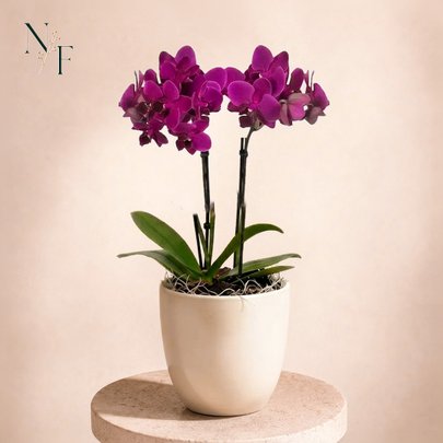 Orquidea Mini Rara Lilás no Delicado Vaso Off White