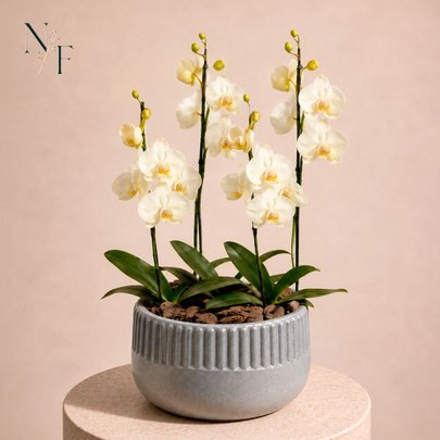 Orquídeas Branca para Presente - Vaso Lisboa Cinza