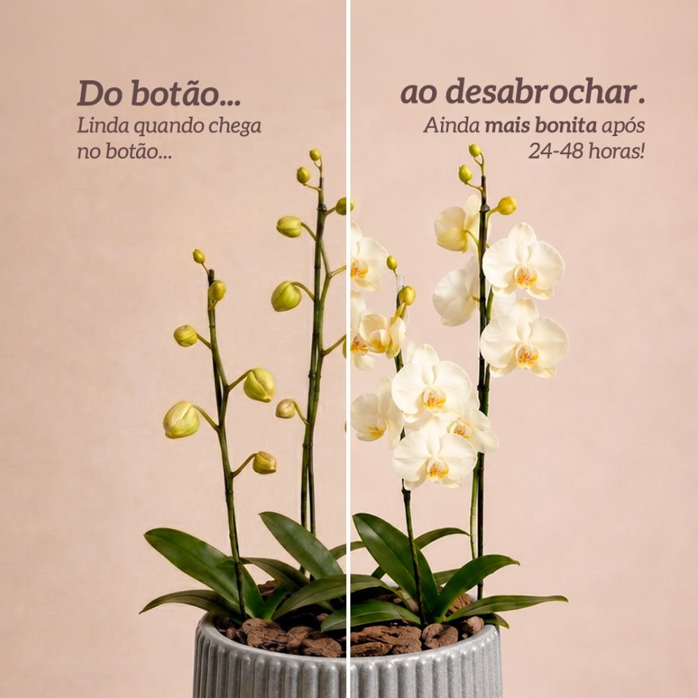 Orquídeas Branca para Presente - Vaso Lisboa Cinza