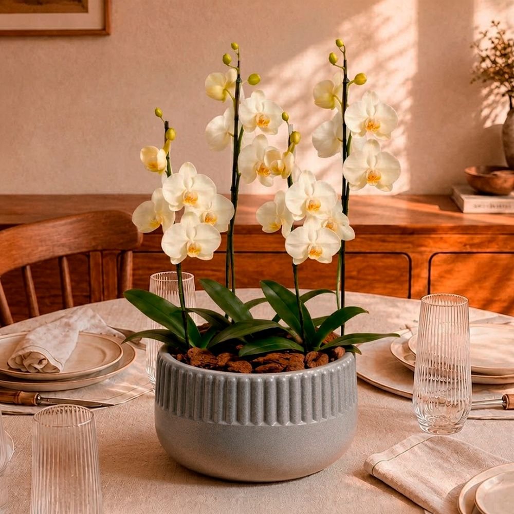 Orquídeas Branca para Presente - Vaso Lisboa Cinza