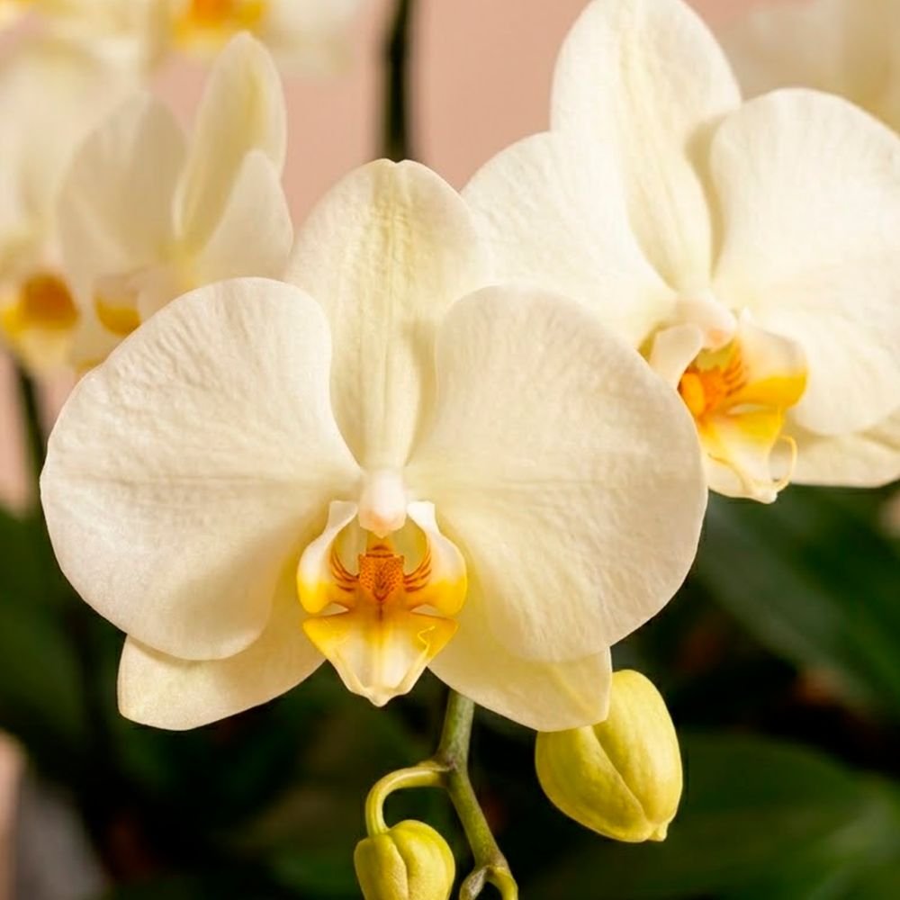 Orquídeas Branca para Presente - Vaso Lisboa Cinza