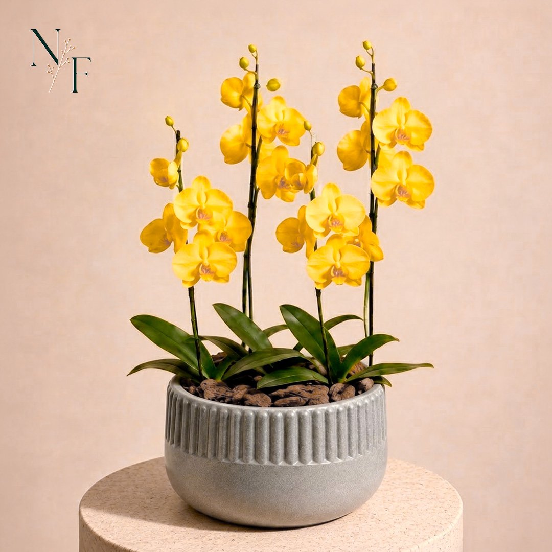 Orquídeas Amarela para Presente - Vaso Lisboa Cinza