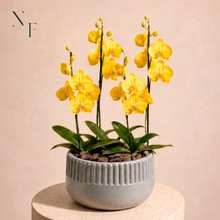 Orquídeas Amarela para Presente - Vaso Lisboa Cinza