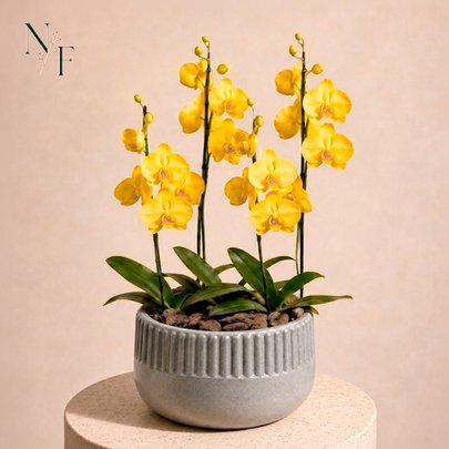 Orquídeas Amarela para Presente - Vaso Lisboa Cinza