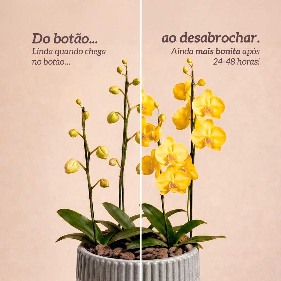 Orquídeas Amarela para Presente - Vaso Lisboa Cinza
