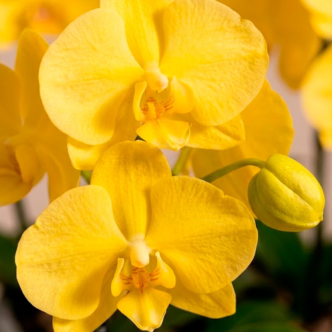 Orquídeas Amarela para Presente - Vaso Lisboa Cinza