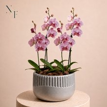 Orquídeas Pink Listrada para Presente - Vaso Lisboa Cinza