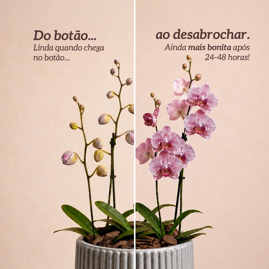 Orquídeas Pink Listrada para Presente - Vaso Lisboa Cinza