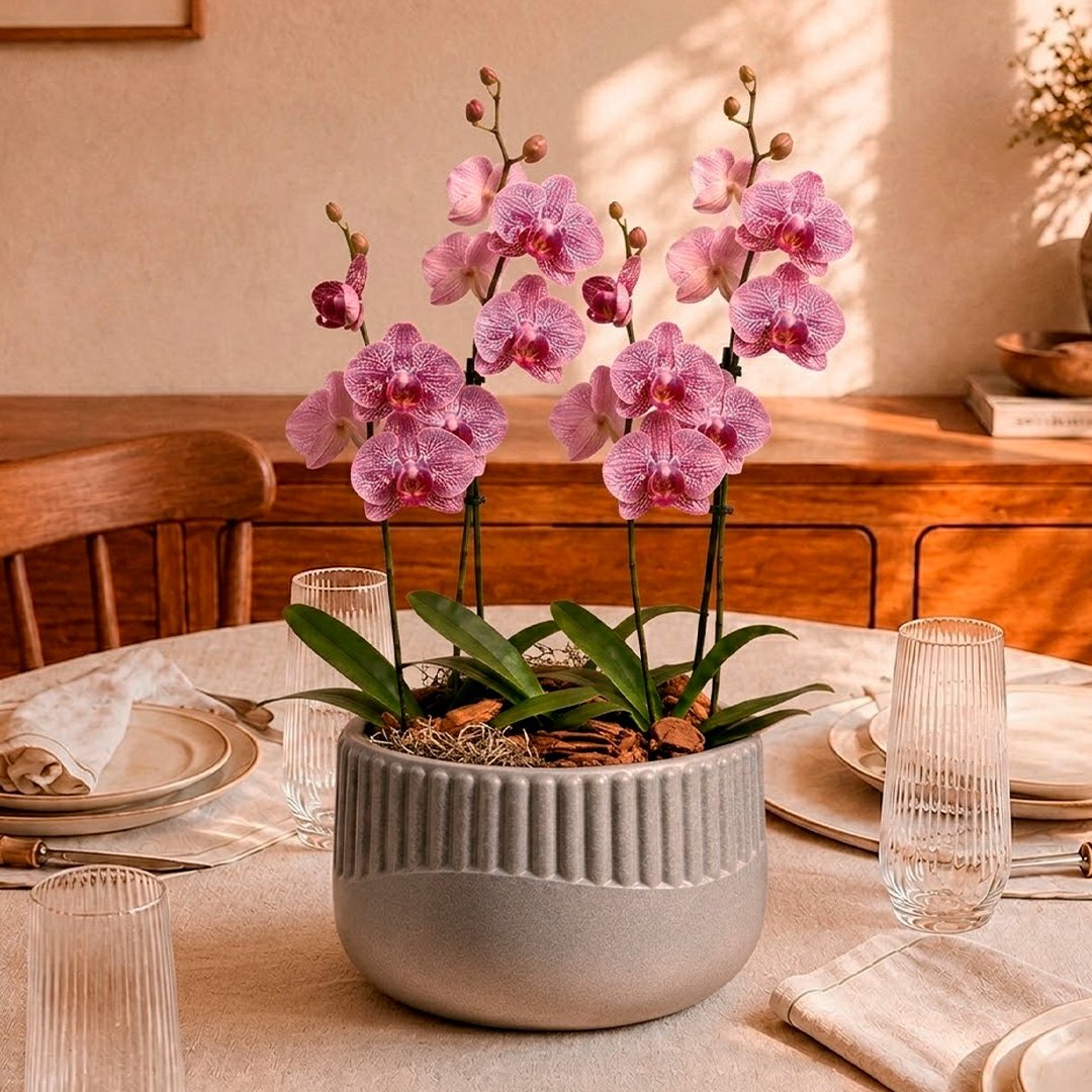 Orquídeas Pink Listrada para Presente - Vaso Lisboa Cinza