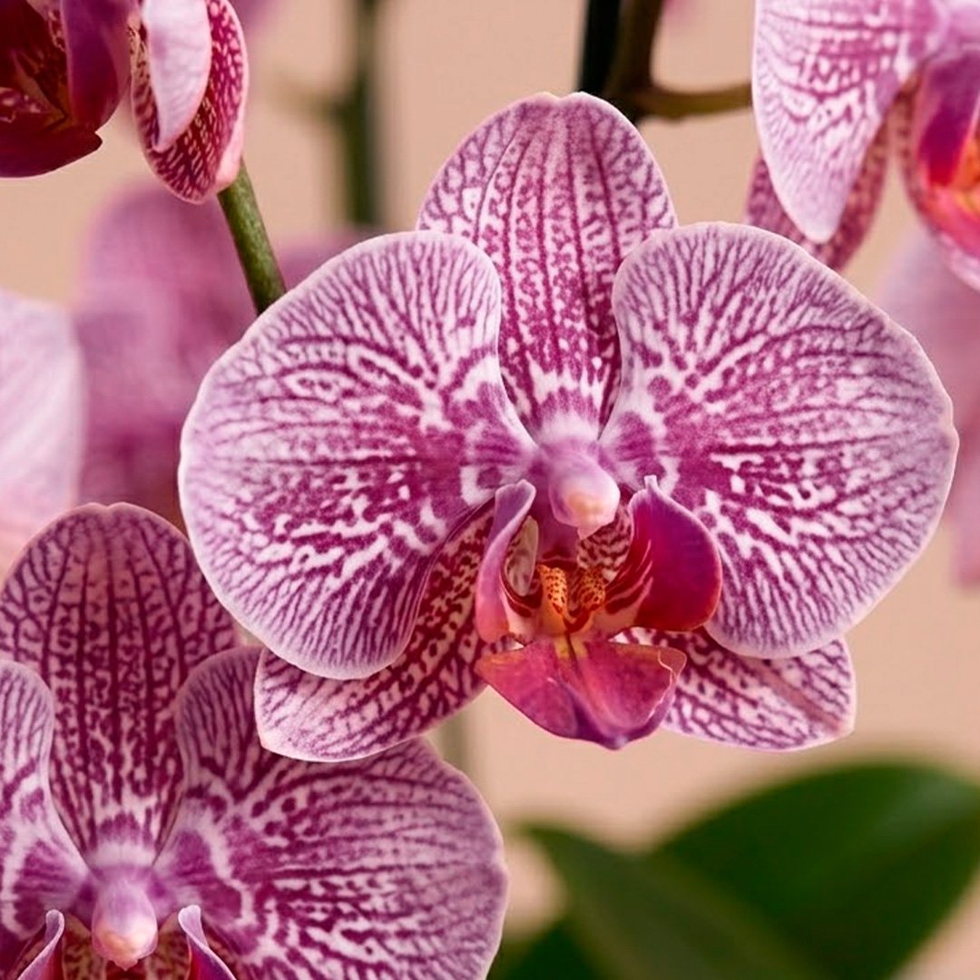 Orquídeas Pink Listrada para Presente - Vaso Lisboa Cinza