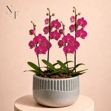 Orquídeas Pink para Presente - Vaso Lisboa Cinza