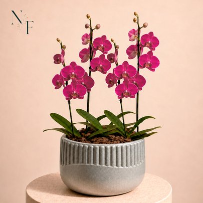 Orquídeas Pink para Presente - Vaso Lisboa Cinza