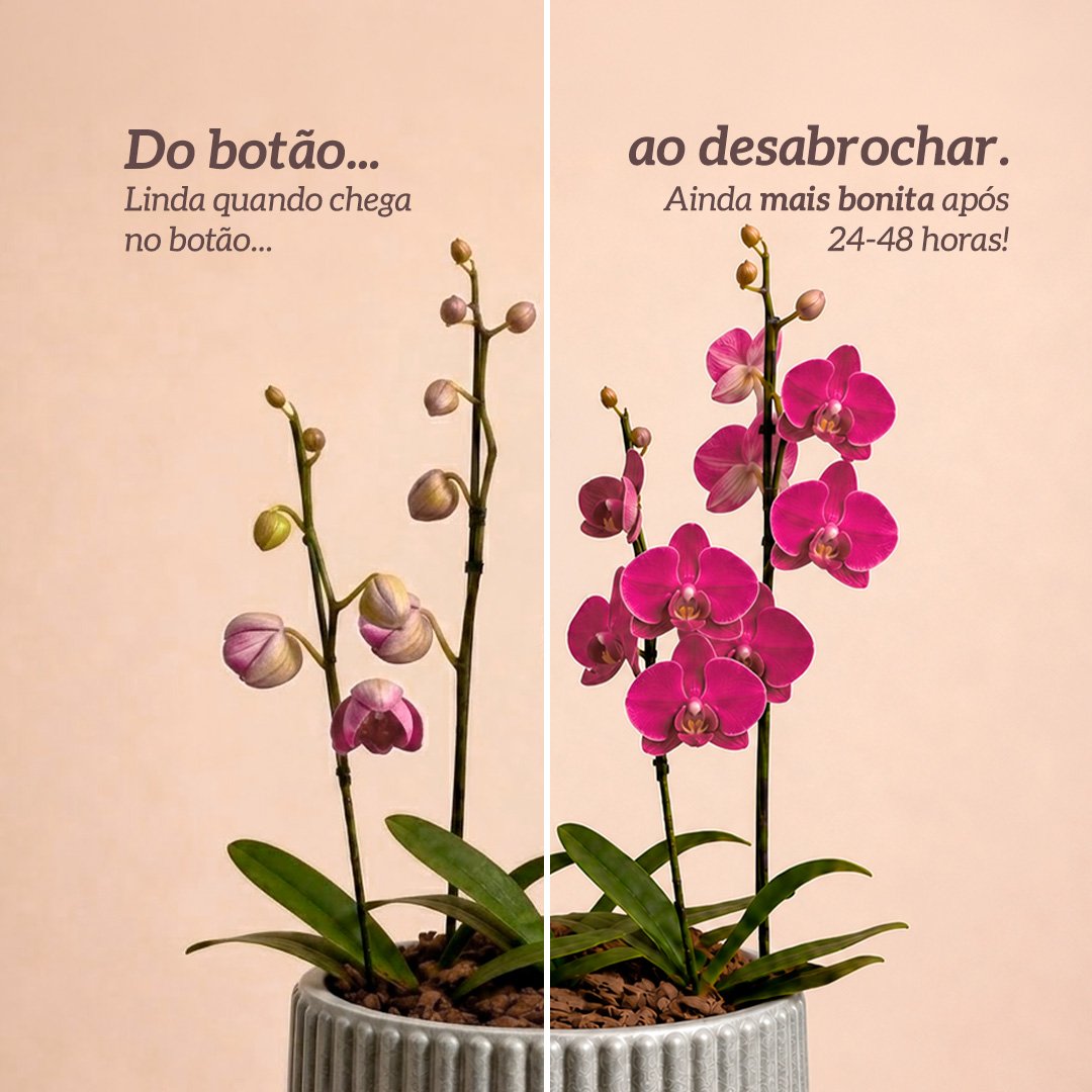 Orquídeas Pink para Presente - Vaso Lisboa Cinza