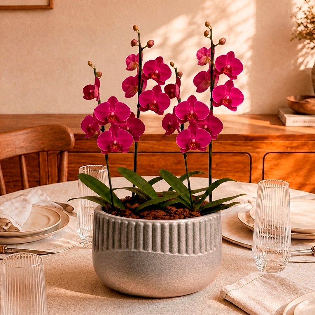 Orquídeas Pink para Presente - Vaso Lisboa Cinza