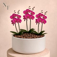 Orquídea Pink para Presente - Vaso Cuba Off White
