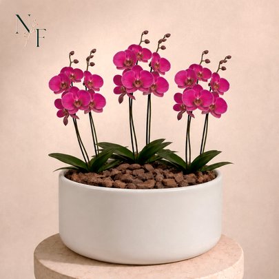 Orquídea Pink para Presente - Vaso Cuba Off White