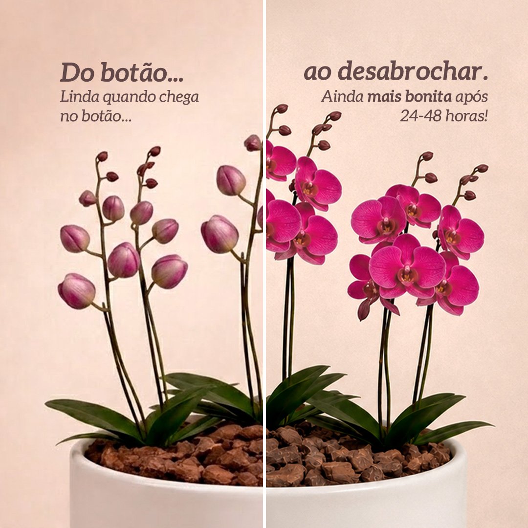 Orquídea Pink para Presente - Vaso Cuba Off White