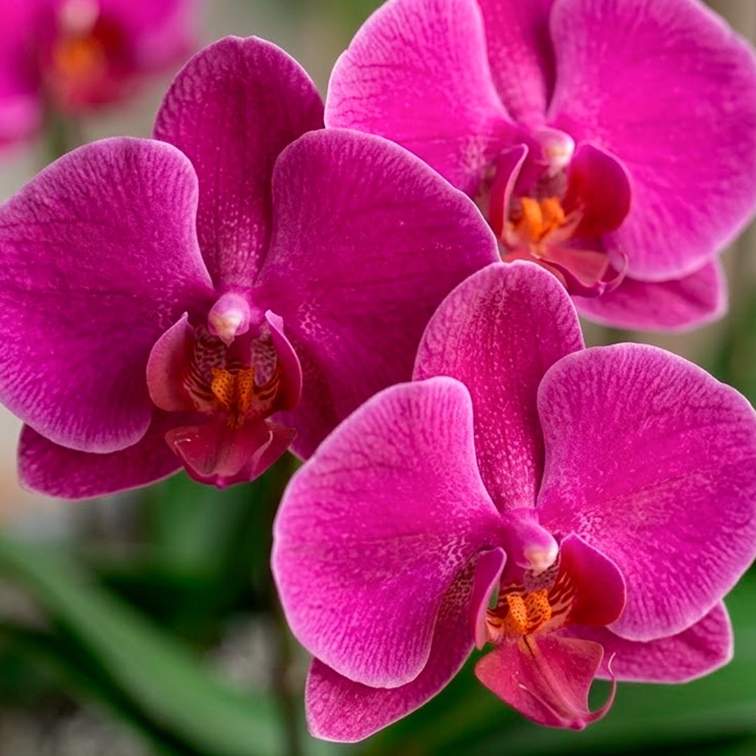 Orquídea Pink para Presente - Vaso Cuba Off White