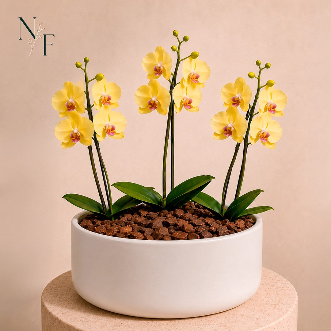 Orquídea Amarela para Presente - Vaso Cuba Off White