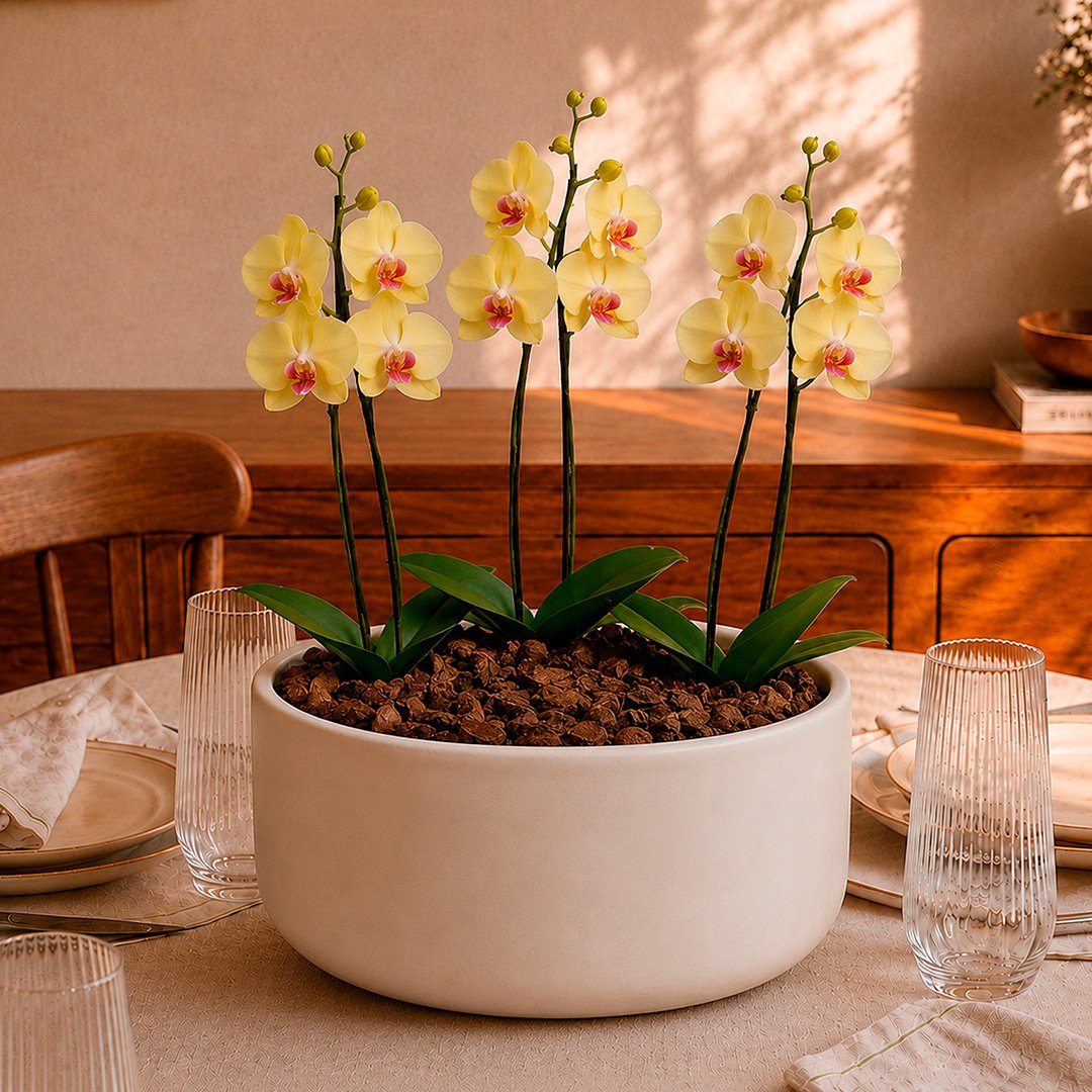 Orquídea Amarela para Presente - Vaso Cuba Off White