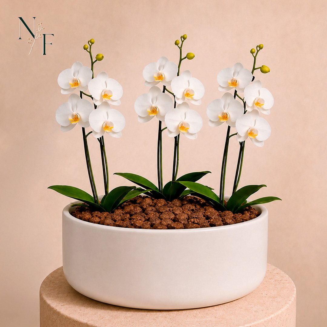 Orquídea Branca para Presente - Vaso Cuba Off White