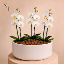 Orquídea Branca para Presente - Vaso Cuba Off White