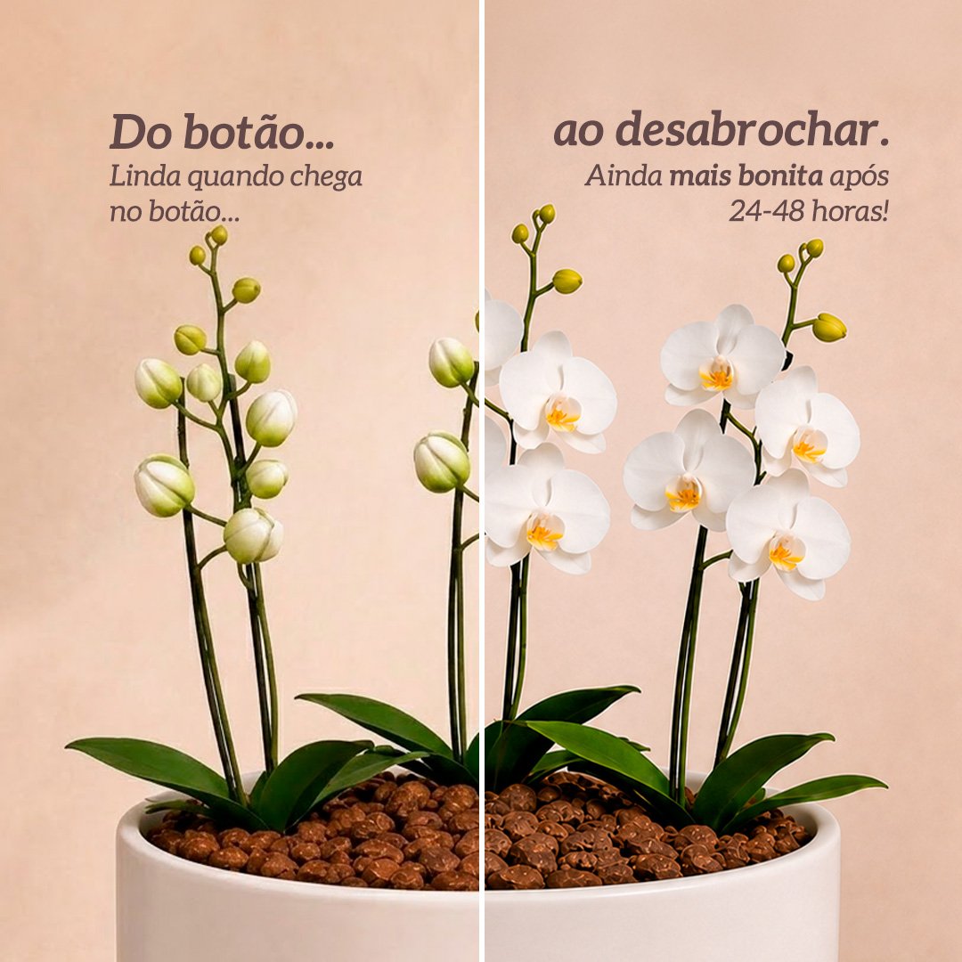 Orquídea Branca para Presente - Vaso Cuba Off White