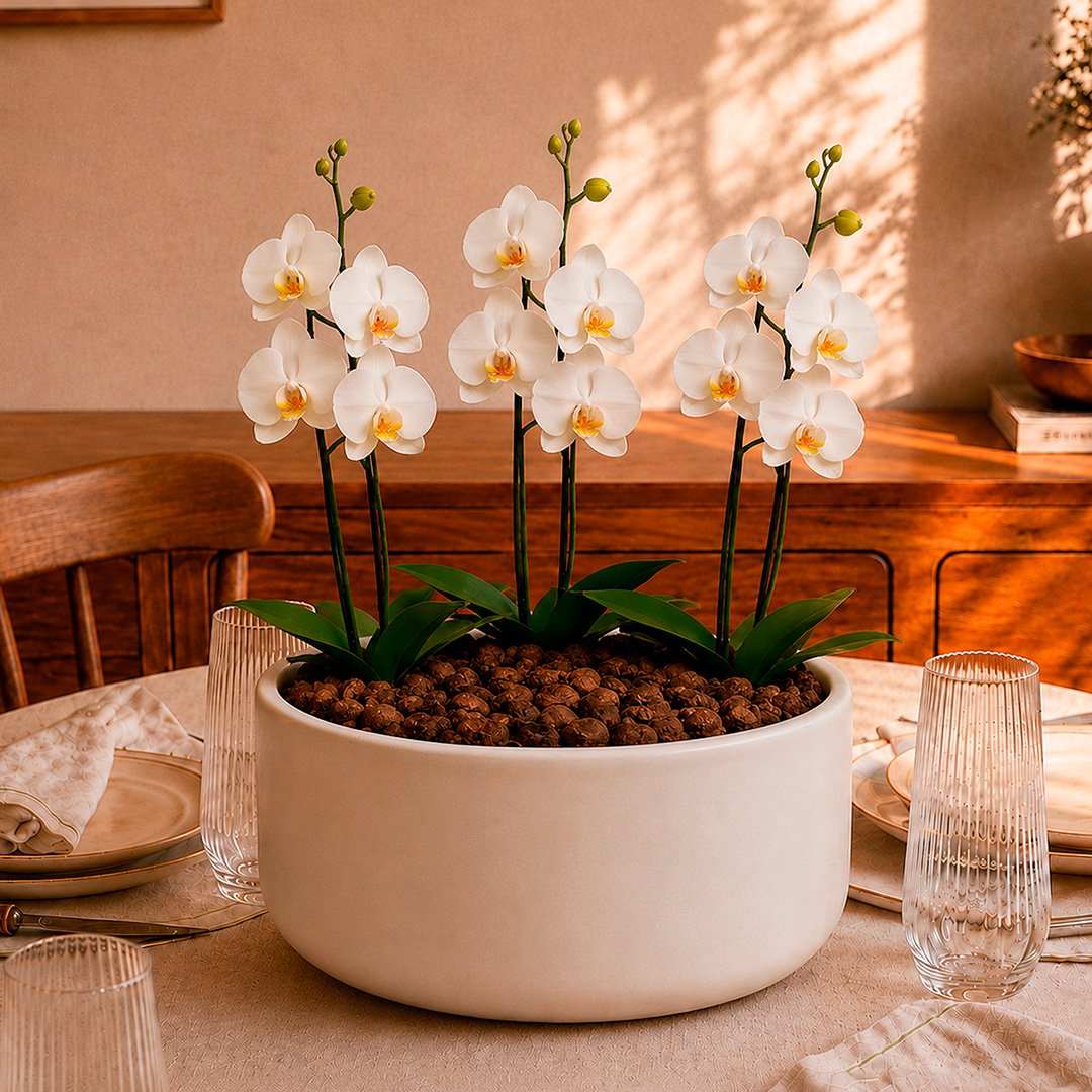 Orquídea Branca para Presente - Vaso Cuba Off White