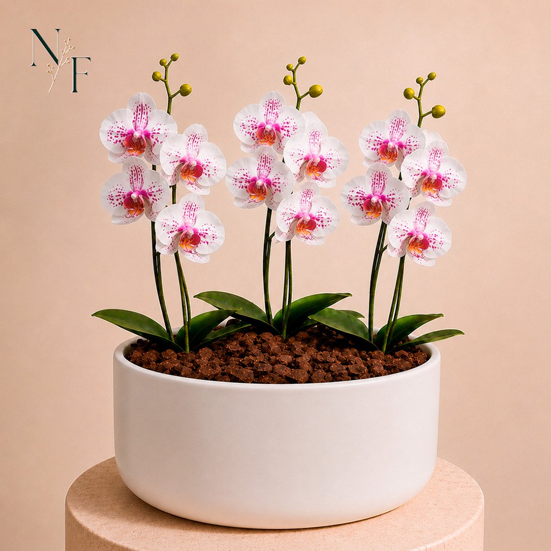 Orquídea Mesclada para Presente - Vaso Cuba Off White
