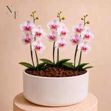 Orquídea Mesclada para Presente - Vaso Cuba Off White